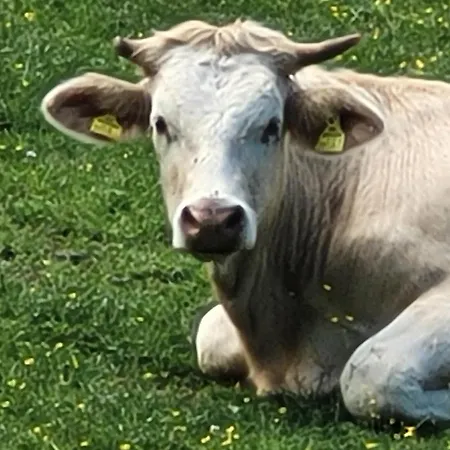 Liisa Апартаменты *